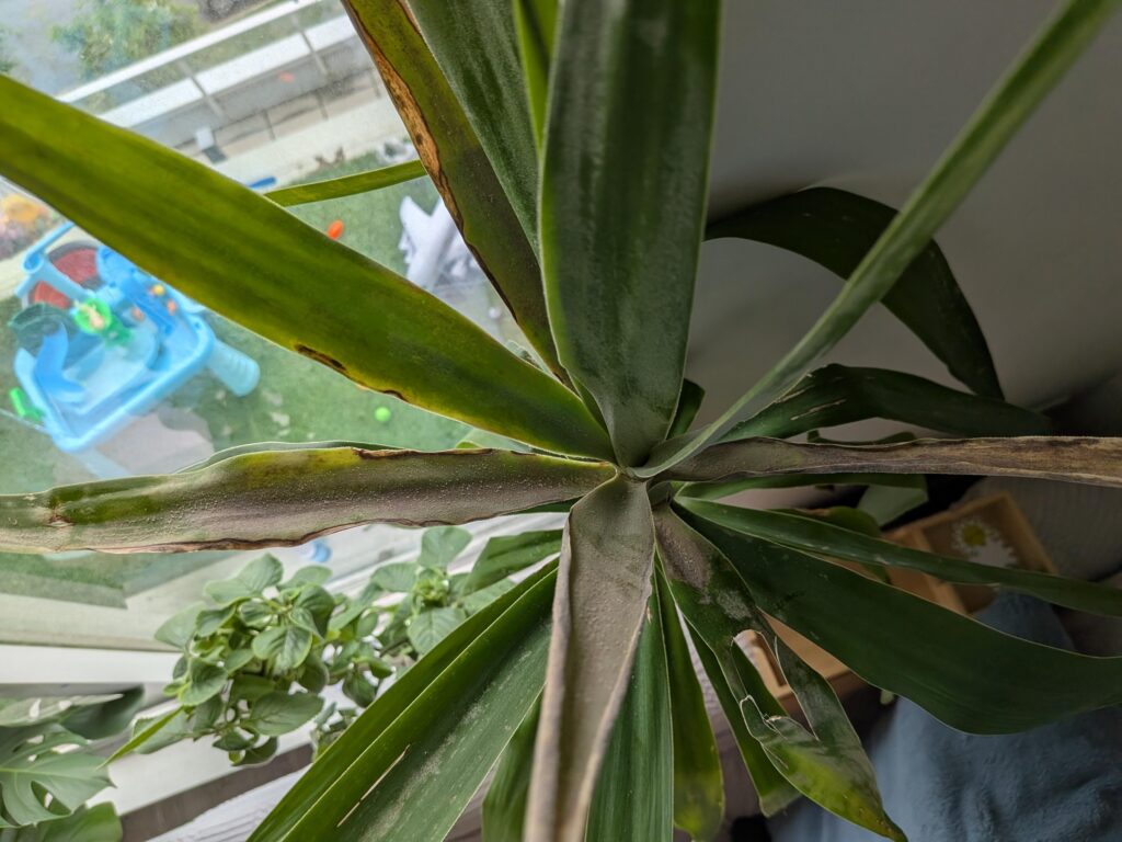 Yucca en pot dont plusieurs feuilles du bas jaunissent et sèchent