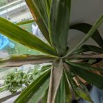 Yucca en pot dont plusieurs feuilles du bas jaunissent et s&egrave;chent